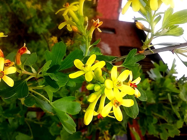 Kwiaty zwyrodniałej, białej porzeczki. Ładna jest, więc postanowiłam nie wycinać jej.