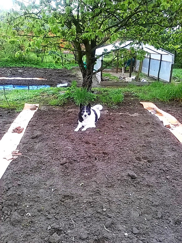 Kwietniowe grządki przygotowane pod siew,Pomiędzy nimi paski banerow,które oszczędzają mi plewienia ścieżek.