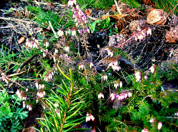 Kwitnące wrzośce cieszą mnie od grudnia do wczesnej wiosny.