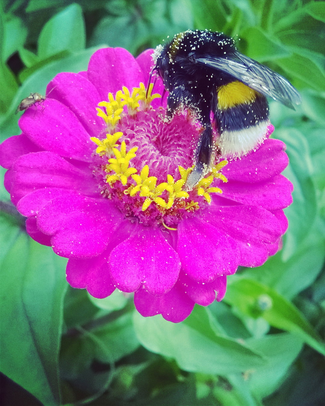 Lato w pełni -cynie-