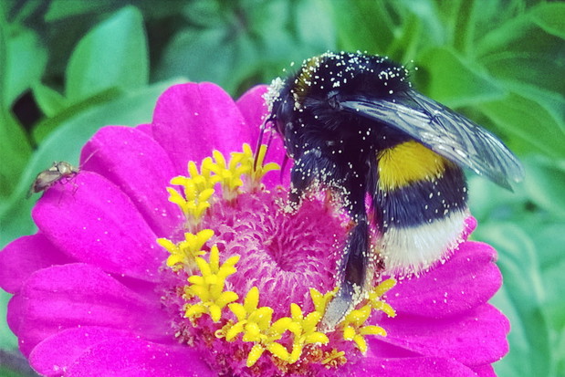 Lato w pełni -cynie-