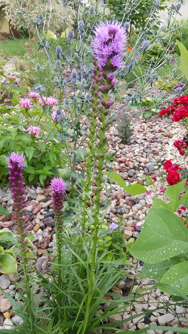 Liatry i monarda  na akcent różowy z soczysta zielenią.