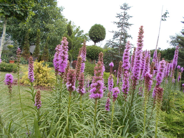 Liatry kłosowe bez wątpienia królują w ogrodzie. Przyciągają motyle oraz pszczoły.
