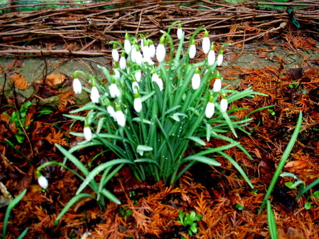 Lutowe zwiastuny wiosny