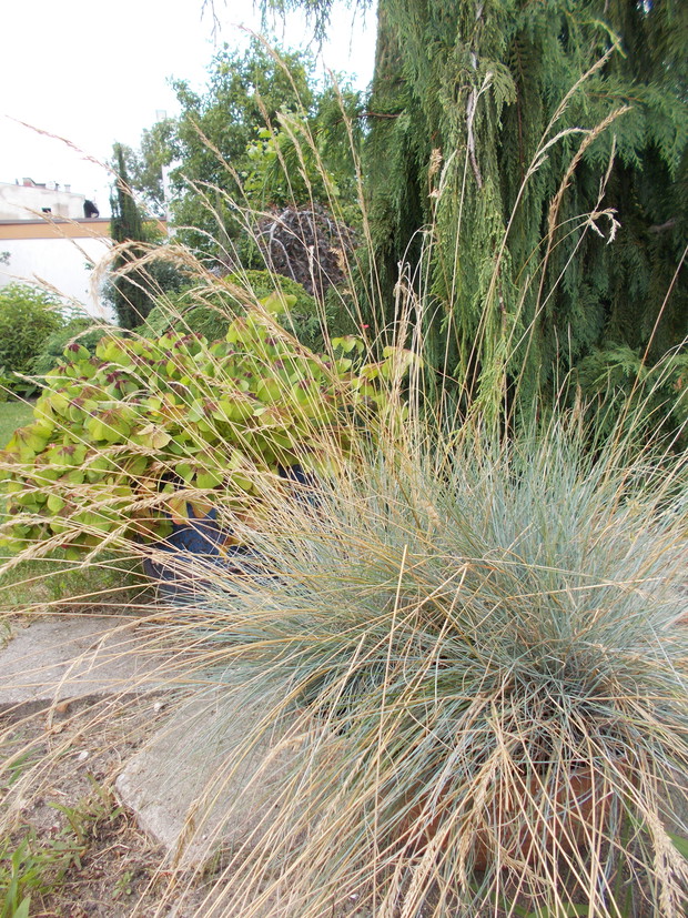 Małe kompozycje w doniczkach. Na pierwszym planie najzwyklejsze kostrzewy sine a za nimi mój ulubiony szczawik deppego.