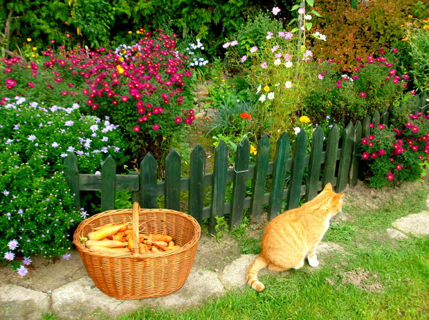 Michałki, marchewka i kot.