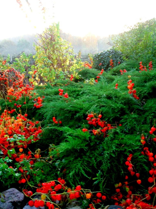 Miechunki wśród iglaków urozmaicają krajobraz przez całą jesień i zimę.