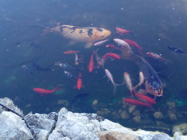 Mieszkańcy oczka wodnego