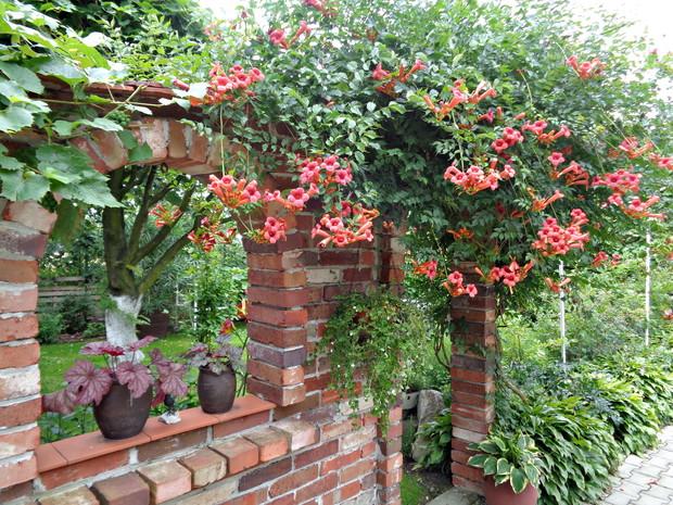 Milin amerykański "Flamenco" jest wieloletnim ozdobnym pnączem jego okazałe kwiaty zadziwiaja kazdego :)