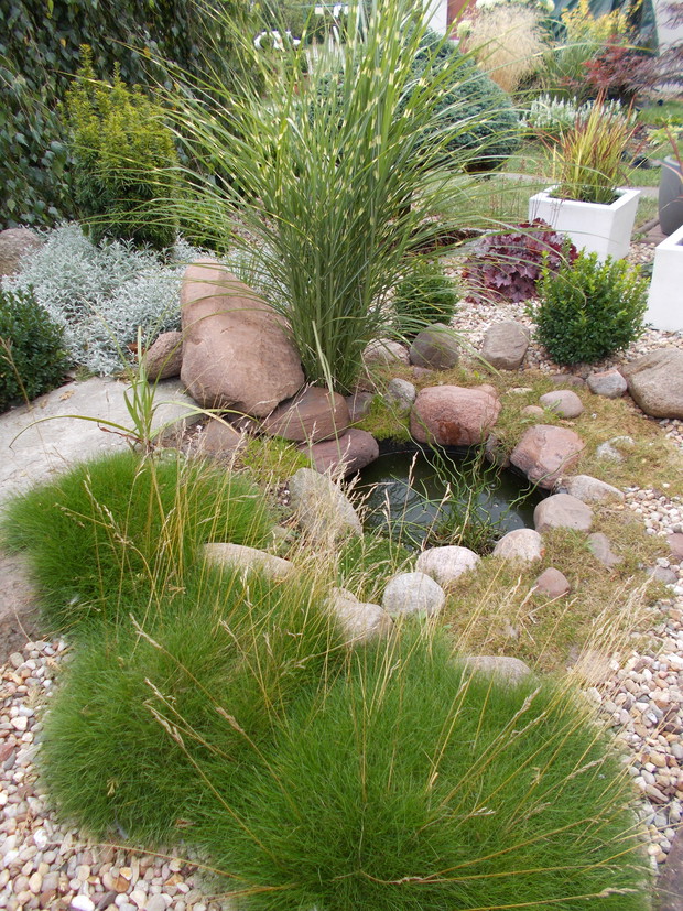 Miniaturowe oczko wodne.