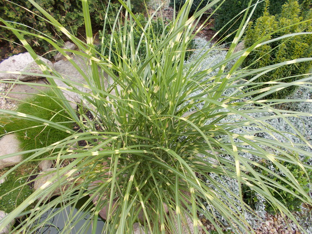 Miskant chiński "Zebrinus"