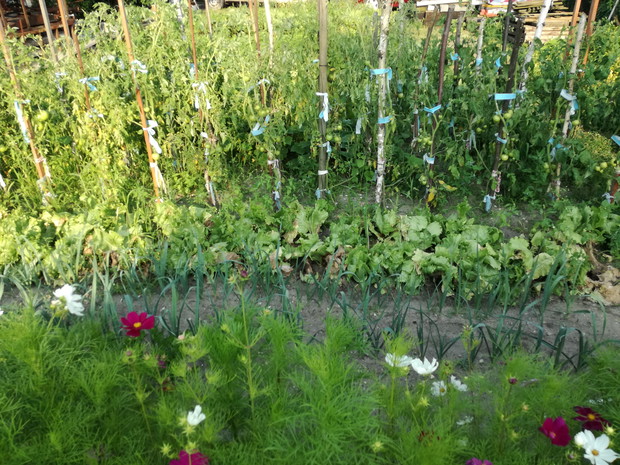 mój kącik warzywny - przyjemne z pożytecznym