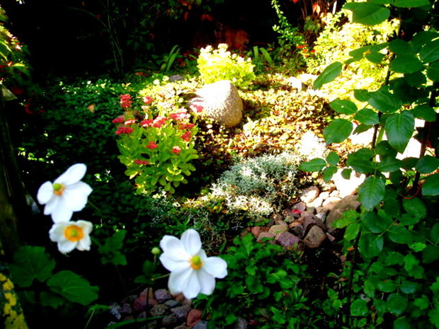 Mój ulubiony skalniak najpiękniej wygląda we wrześniowym słońcu.