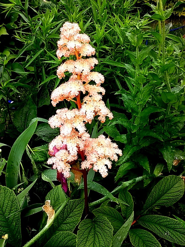 Moja czerwcowa duma-rodgersja. Wymaga dużo wody i nawozu, ale warto.