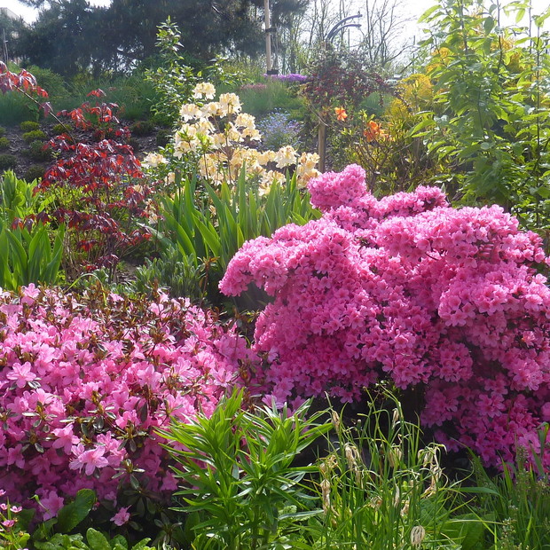 Moja duma, azalie japońskie