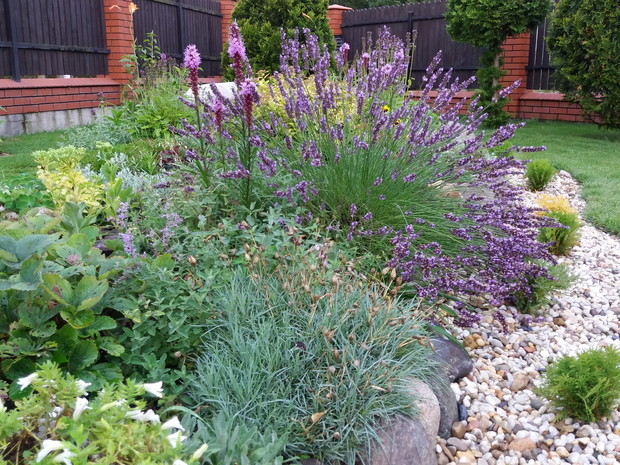 Moja lawenda dopiero w trym roku rozkwitła w pełni. jestem z niej bardzo dumna a zapach cudowny. W tym roku mam również mnóstwo motyli. .