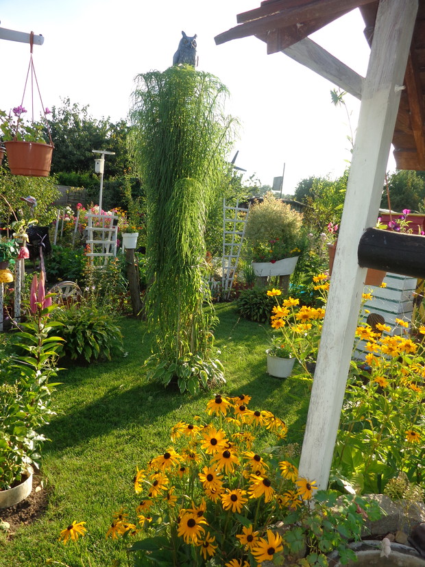 moja palma ogrodowa a na palmie sowa 