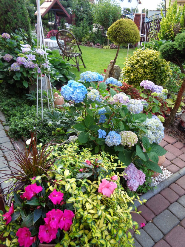 Moja sielska pełnia lata wśród hortensji... w tym roku mniej kwitną ale zawsze coś