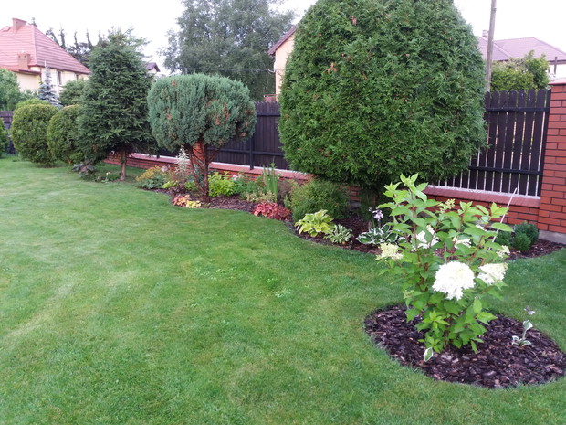 Moja ulubiona Hortensja nigdy mnie nie zawodzi. 