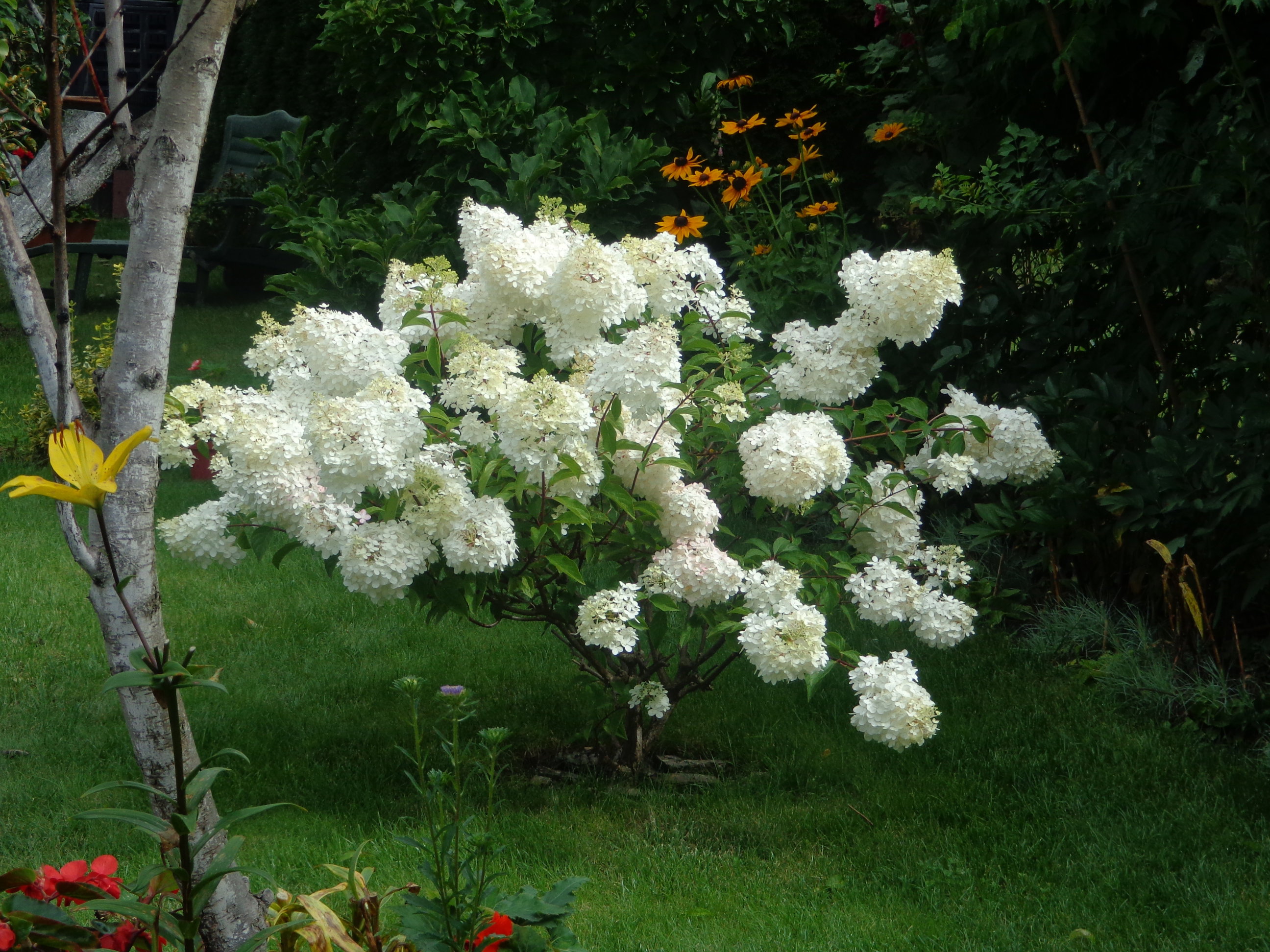 moje piękne hortensje 