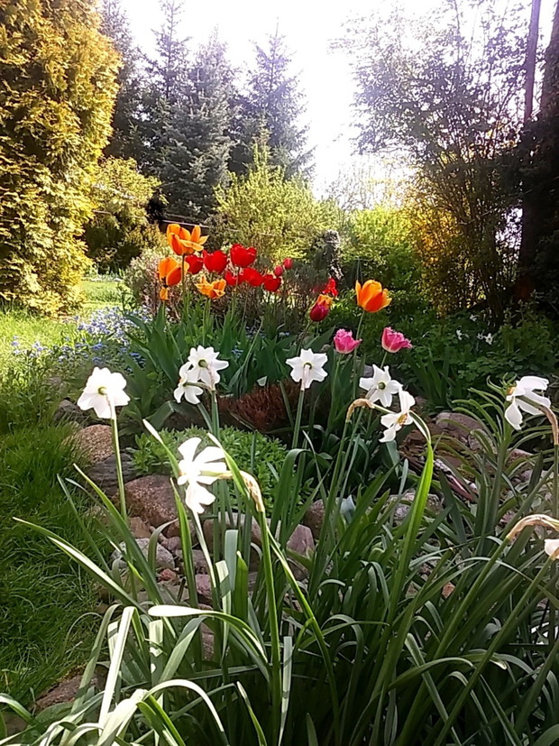 Moje ukochane majowe kwiaty.