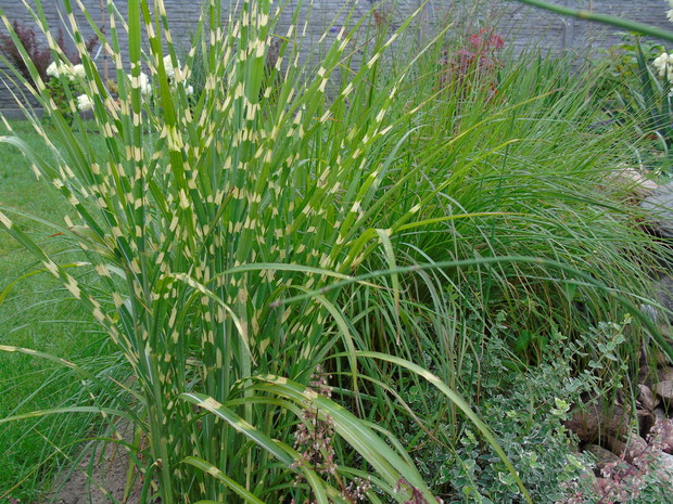 Moje ukochane trawy- miskant chiński Zebrinus oraz rozplenica japońska.