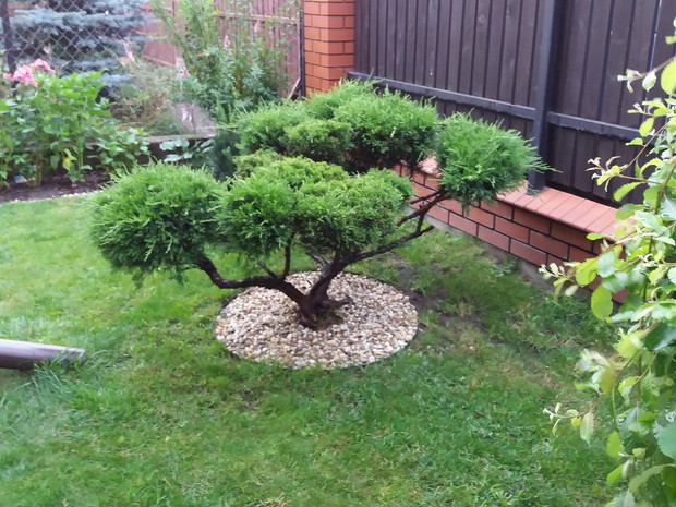moje własne małe bonsai 