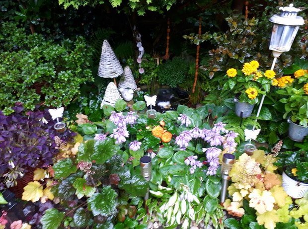 Moje własnoręcznie wykonane oczko wodne z opony zniknęlo wśród roślinek