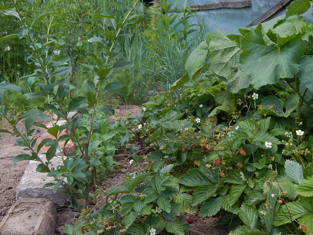 Można tam pojeść np. poziomek...