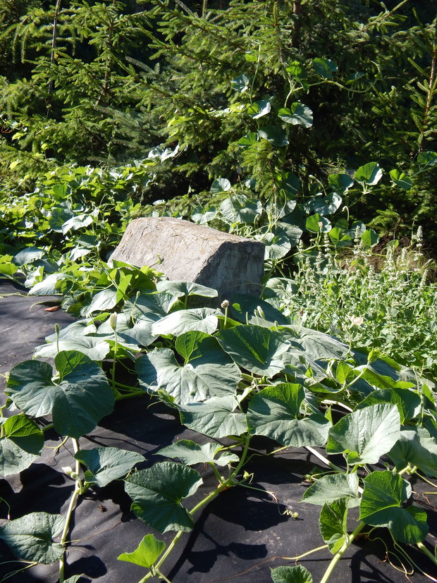 ...na której rozszalała się nieco tykwa...