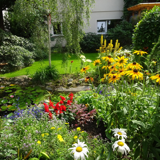 Na nowej rabacie za oczkiem wodnym posadziłam klon palmowy.