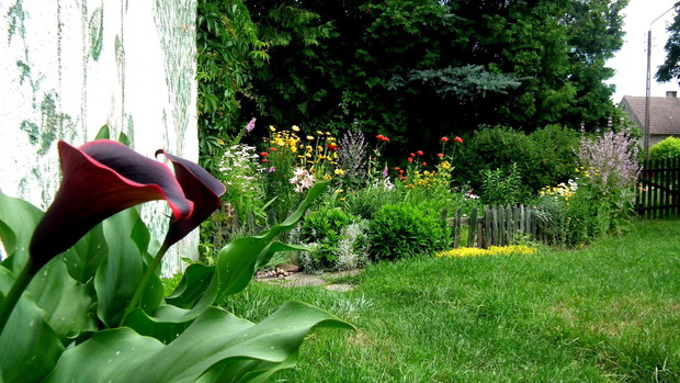 Na pierwszym planie kalie.