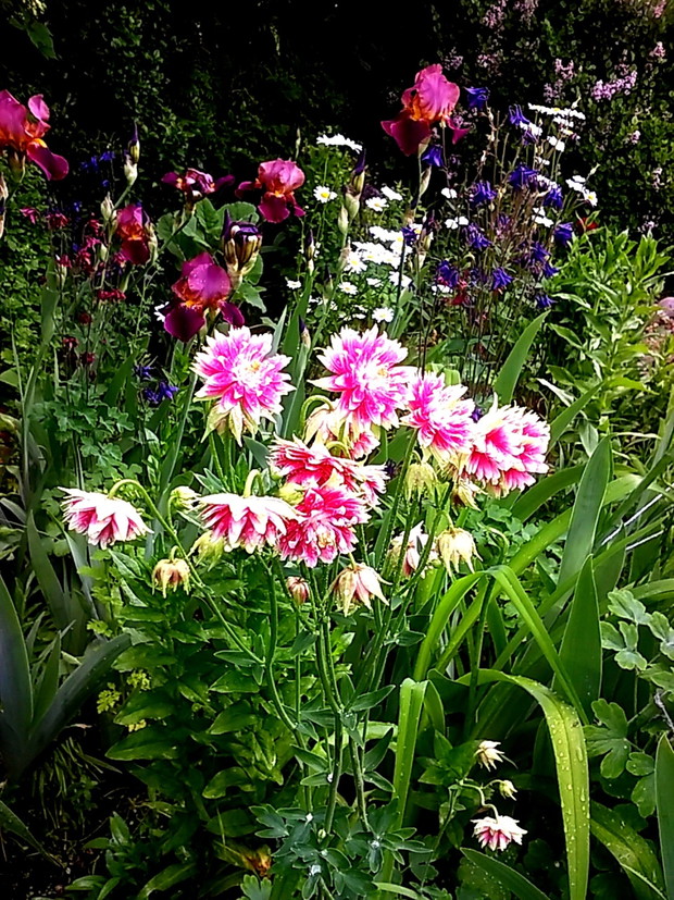 Na pierwszym planie majowe, oryginalne orliki