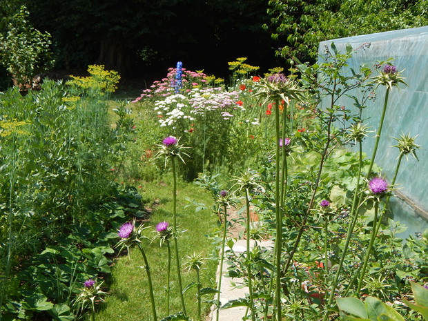 Na północnej stronie podwórza jest tunel foliowy, który okalają ścieżki z ... mieszanką owocowo-warzywno-ziołowo-kwiecistą :)