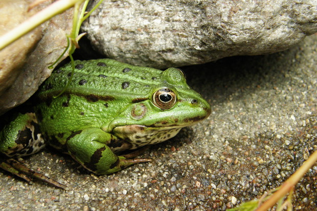 Najważniejszy mieszkaniec oczka wodnego - osiedlowy śpiewak