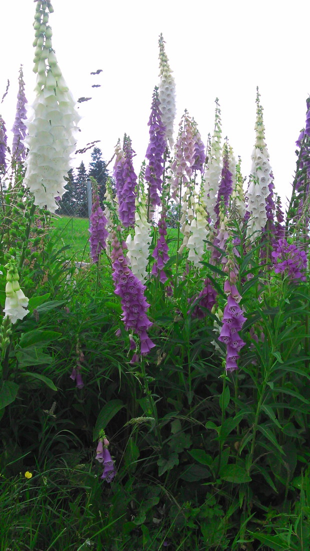 Naparstnice - łąka kwietna 