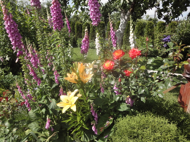 Naparstnice w tym roku pobiły rekord wysokości
