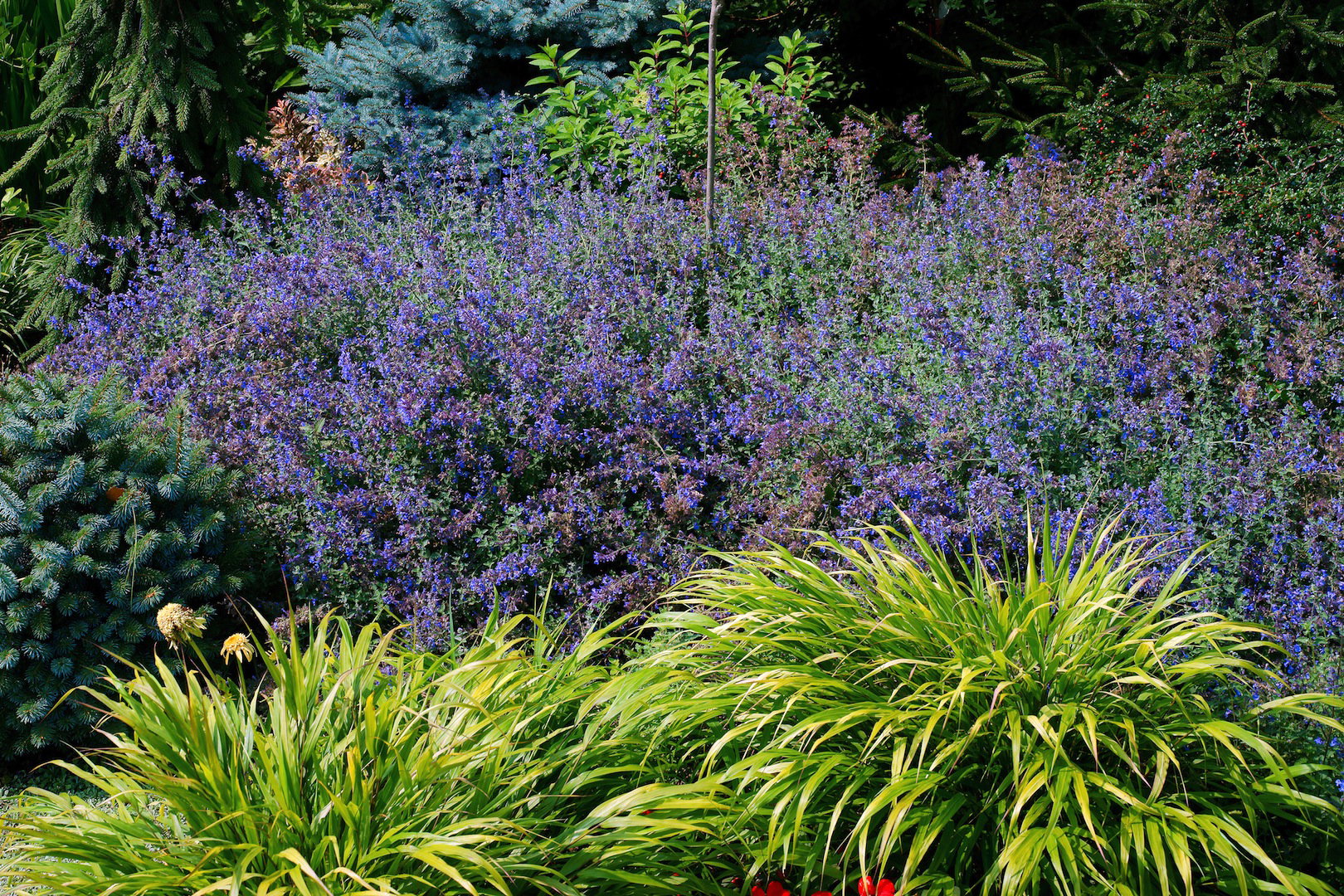 Niektóre gatunki kocimiętki (np. Nepeta grandiflora) osiąga pędy do 100 centymetrów wysokości (zdj.: Fotolia.com)