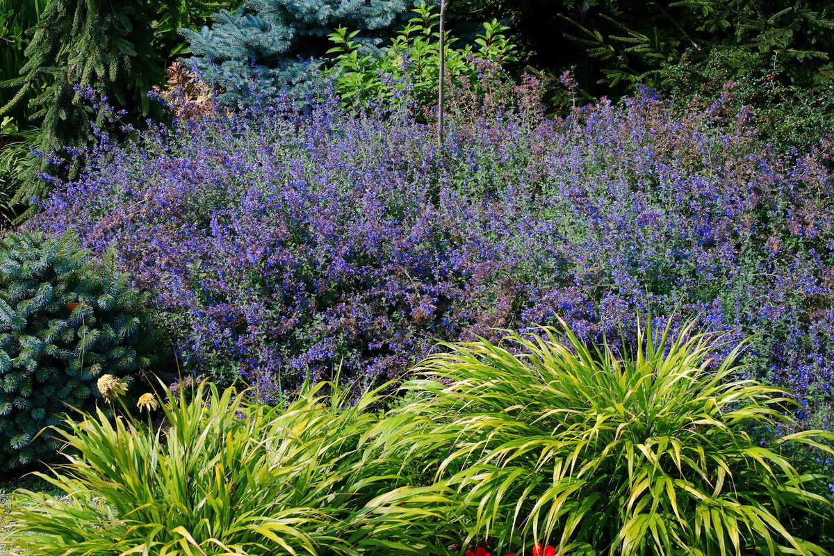 Niektóre gatunki kocimiętki (np. Nepeta grandiflora) osiąga pędy do 100 centymetrów wysokości (zdj.: Fotolia.com)