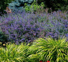 Niektóre gatunki kocimiętki (np. Nepeta grandiflora) osiąga pędy do 100 centymetrów wysokości (zdj.: Fotolia.com)