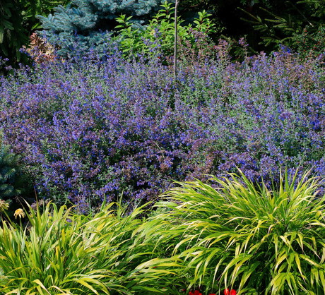 Niektóre gatunki kocimiętki (np. Nepeta grandiflora) osiąga pędy do 100 centymetrów wysokości (zdj.: Fotolia.com)