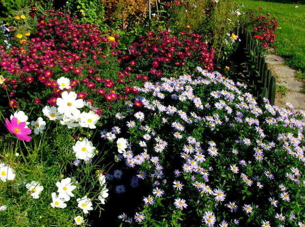 Niezawodne, październikowe michałki.