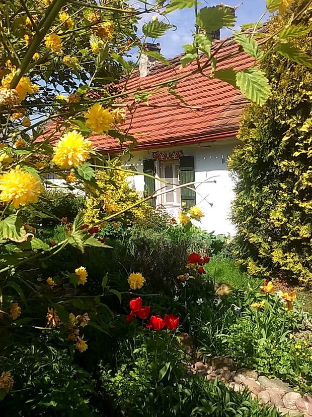 Niezawodny złotlin.