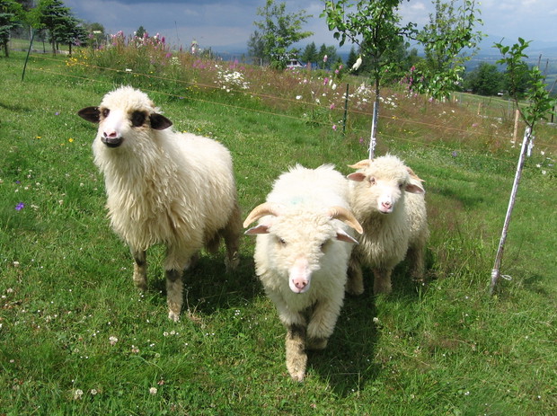 Obok łąki kwietnej, sadu i warzywnika pasą się baranki, można to pogodzić jeśli zastosujemy elektryczny pastuch 