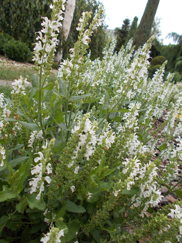 Obwódka rabaty została obsadzona szałwią omszoną odmiana "Alba".