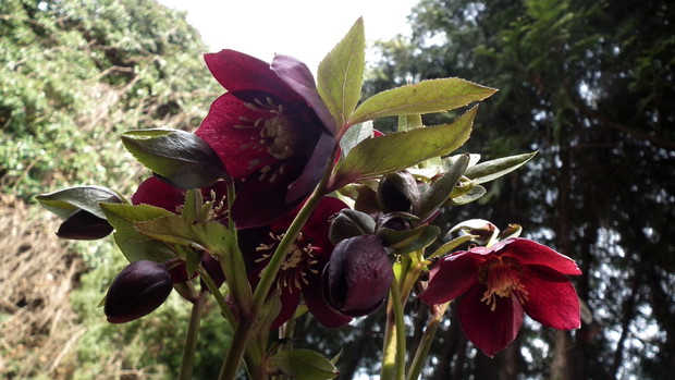 Od lutego do maja kwitnie ciemiernik