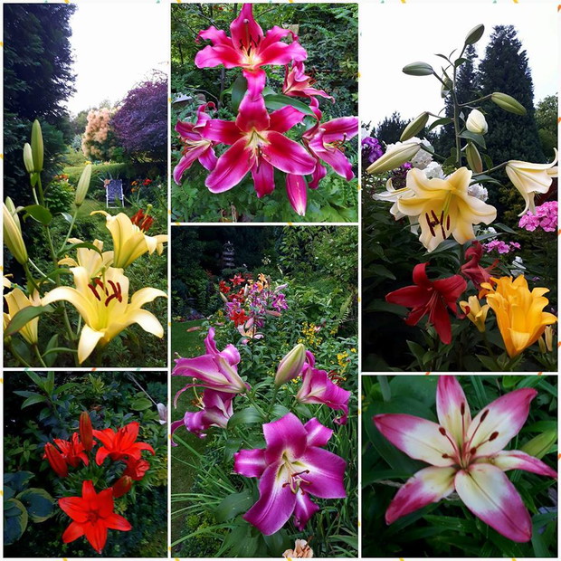 Od paru lat to właśnie lilie sa moimi faworytami.