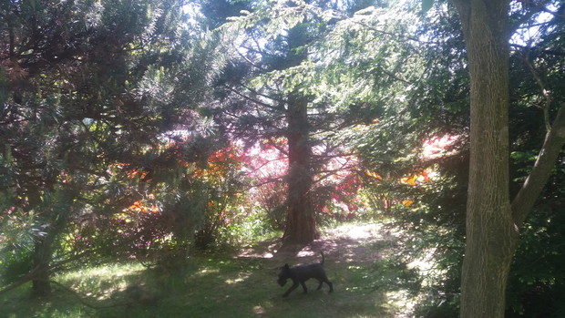 ogród gra świateł na tle sekwoli mamutowca oraz różanecznioki oraz nasz Bafi