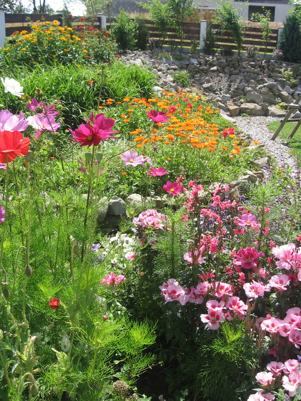 ogród skalny - lipiec 