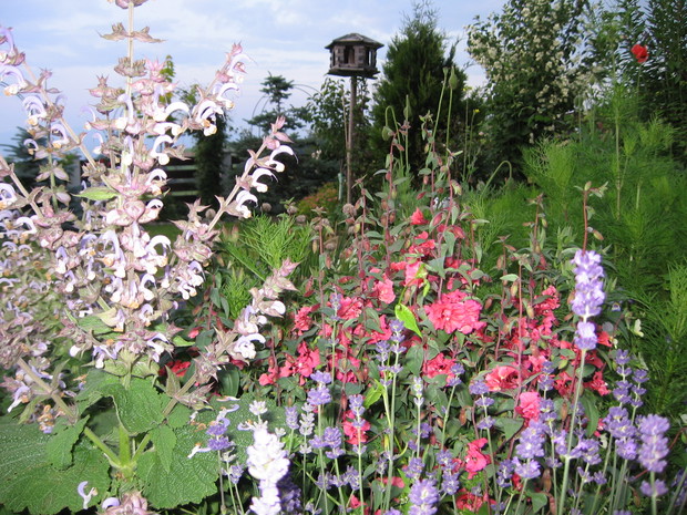 Ogród skalny - rabatki 